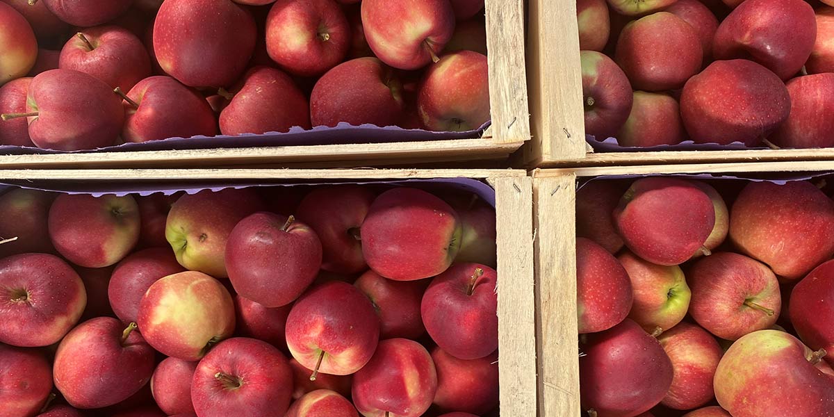 Asta mele Gala, prezzi stabili e volumi oltre le aspettative